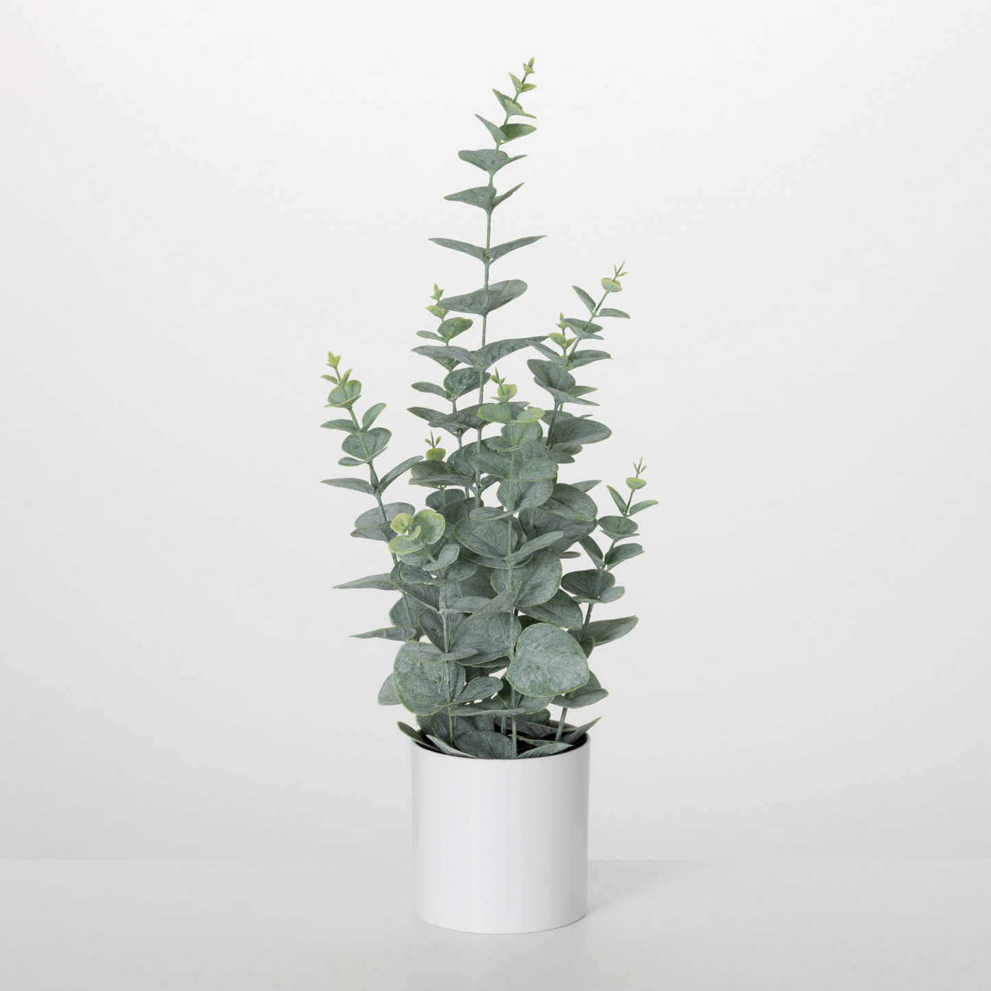 Potted Eucalyptus
