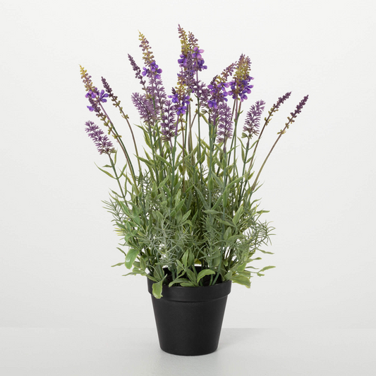 Lavender Plant